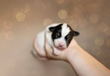 Rahip Russell Terrier köpek yavrusu insan eli büyüklüğünde.. 