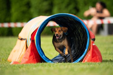 Çeviklik içinde köpek yarışı. Engelleri aşan köpekler..