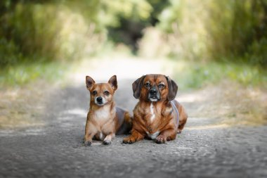 Köpek portresi doğada melezleşir..