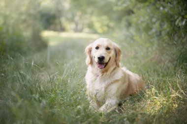 Golden Retriever çimlerde oturuyor. Golden retriever 'ın portresi.