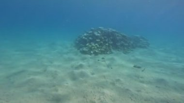 Amfiprion bicinctus, iki çizgili palyaço balığı. Kızıl Deniz 'in mercanlarında bir şakayıkta saklanan iki çizgili palyaço balığı. İki çizgili palyaço balığı Kızıl Deniz 'de şnorkelle yüzüyor..