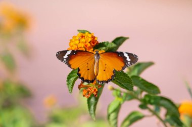 Çiçeklerin üzerinde oturan Danaus chrysippus ailesinin kelebeğinin portresi. Afrika 'da yaşayan bir tür. Güzel turuncu-siyah kanatlar.