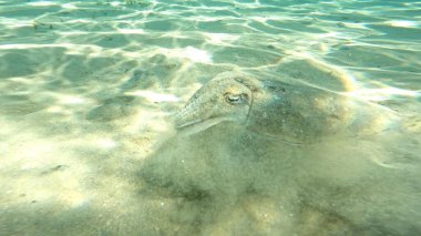 Acanthosepion firavunları Hurghada bölgesinde Kızıldeniz kıyısında yüzüyorlar. Bugün için gün boyu dinlenirken deniz.. 