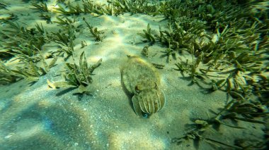 Acanthosepion firavunları Hurghada bölgesinde Kızıldeniz kıyısında yüzüyorlar. Bugün için gün boyu dinlenirken deniz.. 