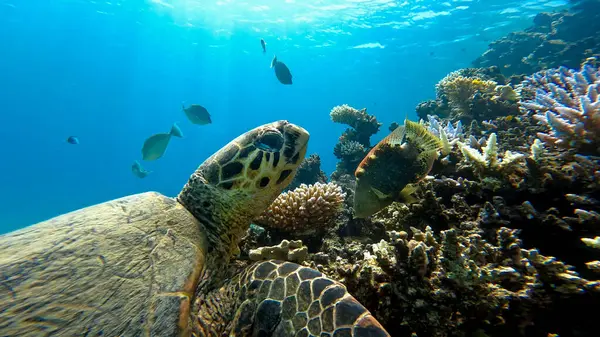 Kızıl denizin dibinde yüzen Careta adında bir deniz kaplumbağası. Kızıl Deniz 'de dalarken çekilen bir deniz kaplumbağası.
