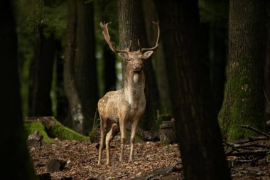 Dama dama ve yılın önemli bir dönemi, dişi monotonluğu..