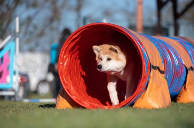 Akita Inu cinsi. Çeviklik içinde köpek yarışı. Engelleri aşan köpekler..
