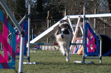 Çeviklik içinde köpek yarışı. Engelleri aşmak için köpek koşturmak. Kenarlık çoban köpeği