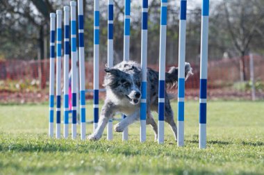 Çeviklik içinde köpek yarışı. Engelleri aşmak için köpek koşturmak. Kenarlık çoban köpeği