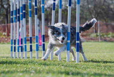 Çeviklik içinde köpek yarışı. Engelleri aşmak için köpek koşturmak. Kenarlık çoban köpeği