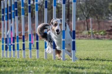 Çeviklik içinde köpek yarışı. Engelleri aşmak için köpek koşturmak. Kenarlık çoban köpeği