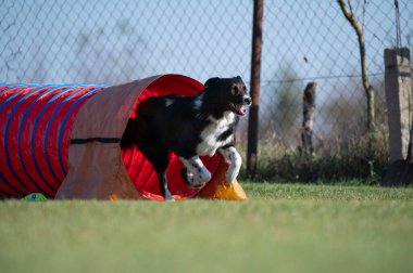 Çeviklik içinde köpek yarışı. Engelleri aşmak için köpek koşturmak. Kenarlık çoban köpeği