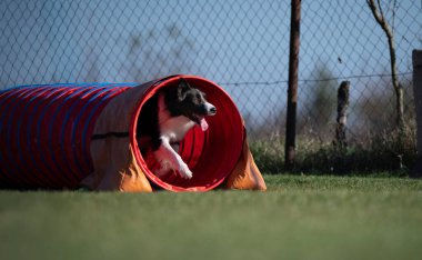 Çeviklik içinde köpek yarışı. Engelleri aşmak için köpek koşturmak. Kenarlık çoban köpeği