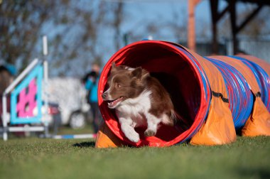 Çeviklik içinde köpek yarışı. Engelleri aşmak için köpek koşturmak. Kenarlık çoban köpeği