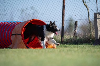 Çeviklik içinde köpek yarışı. Engelleri aşmak için köpek koşturmak. Kenarlık çoban köpeği