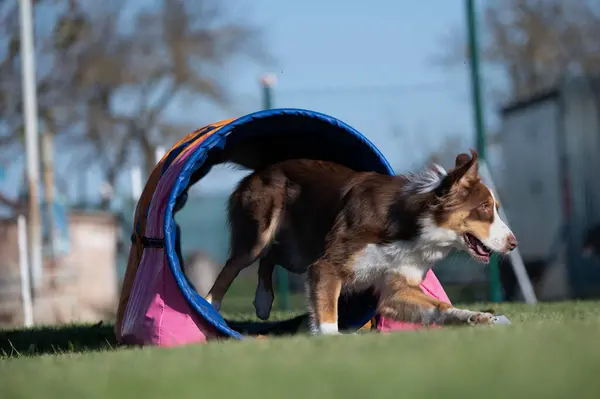 Çeviklik içinde köpek yarışı. Engelleri aşmak için köpek koşturmak. Kenarlık çoban köpeği