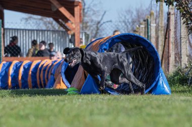 Büyük Danimarkalılar. Çeviklik içinde köpek yarışı. Engelleri aşan köpekler..