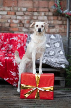 Noel ağacının altında hediyesini bekleyen beyaz melez bir köpeğin Noel portresi..