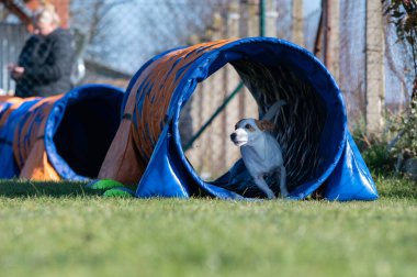 Patterdale Teriyeri çeviklik yarışlarında. Köpek yarışları. Köpek sporları da insanlar için eğlencelidir.. 