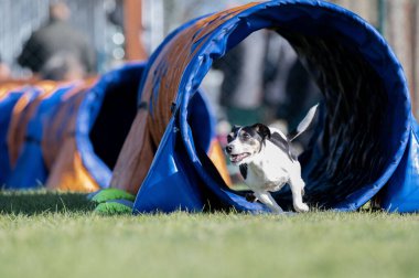 Patterdale Teriyeri çeviklik yarışlarında. Köpek yarışları. Köpek sporları da insanlar için eğlencelidir.. 