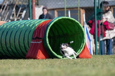 Patterdale Teriyeri çeviklik yarışlarında. Köpek yarışları. Köpek sporları da insanlar için eğlencelidir.. 