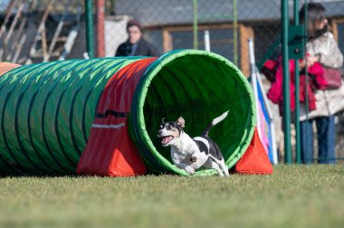 Patterdale Teriyeri çeviklik yarışlarında. Köpek yarışları. Köpek sporları da insanlar için eğlencelidir.. 