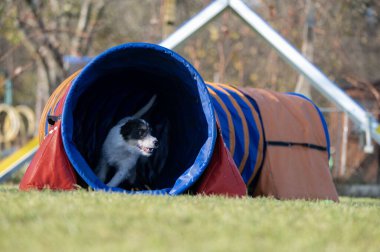 Patterdale Teriyeri çeviklik yarışlarında. Köpek yarışları. Köpek sporları da insanlar için eğlencelidir.. 