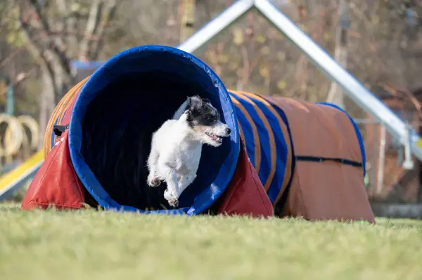 Patterdale Teriyeri çeviklik yarışlarında. Köpek yarışları. Köpek sporları da insanlar için eğlencelidir..