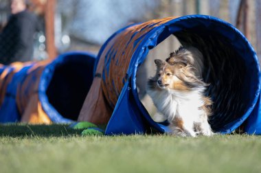 Sheltie çeviklik yarışmalarında. Engeller ve tünellerde koşuyor.