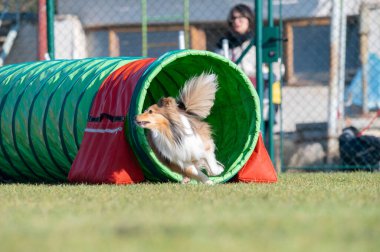 Sheltie çeviklik yarışmalarında. Engeller ve tünellerde koşuyor.