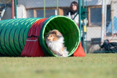 Sheltie çeviklik yarışmalarında. Engeller ve tünellerde koşuyor.