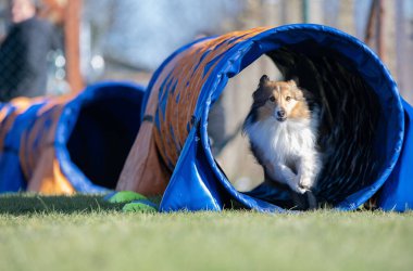 Sheltie çeviklik yarışmalarında. Engeller ve tünellerde koşuyor.