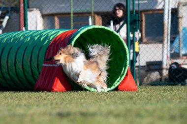 Sheltie çeviklik yarışmalarında. Engeller ve tünellerde koşuyor.