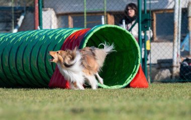 Sheltie çeviklik yarışmalarında. Engeller ve tünellerde koşuyor.