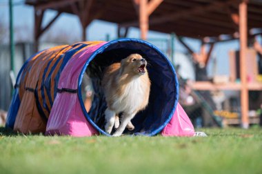 Sheltie çeviklik yarışmalarında. Engeller ve tünellerde koşuyor.