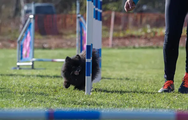 Siyah Spitz çeviklikle yarışıyor. Çeviklik köpek sporu.