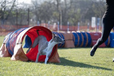 Çeviklik içinde köpek yarışı. Engelleri aşan köpekler. Viped cinsi