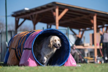 Golden retriever köpeği köpek çeviklik yarışmalarında..