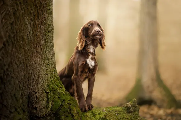 Ormanda duran bir cocker spaniel 'in portresi. Sonbahar dönemi.