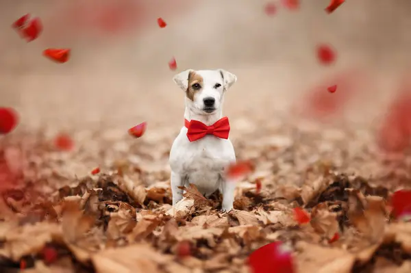 Sevgililer Günü 'nde. Sevgililer Günü 'nde kırmızı papyonlu Jack Russel' ın portresi..