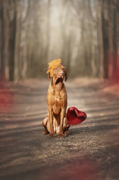 Portre - Macar çoban köpeği. Sevgililer Günü 'nde fotoğrafta bir köpek yakalandı. 