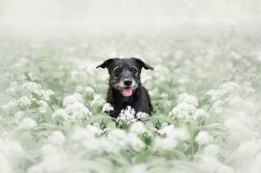 Vahşi sarımsak içinde bir köpeğin portresi. Safkan olmayan bir köpeğin portresi. Yaşlı bir köpeğin portresi.