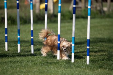 Çeviklik yarışmalarında Papillon köpeği.