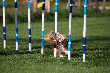 Çeviklik yarışmalarında Papillon köpeği.