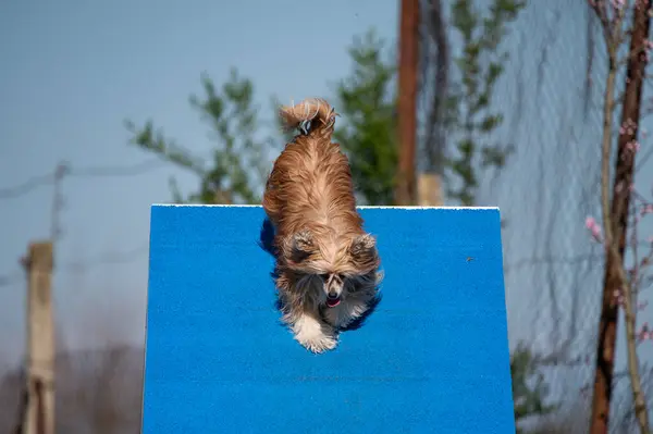 Çeviklik yarışmalarında Papillon köpeği.