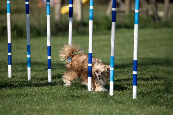 Çeviklik yarışmalarında Papillon köpeği.
