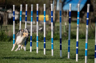 Çeviklik yarışmasında Pürüzsüz Collie. Köpeklerin çeviklik sporu.