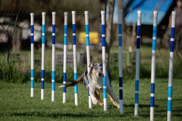 Çeviklik yarışmasında Pürüzsüz Collie. Köpeklerin çeviklik sporu.