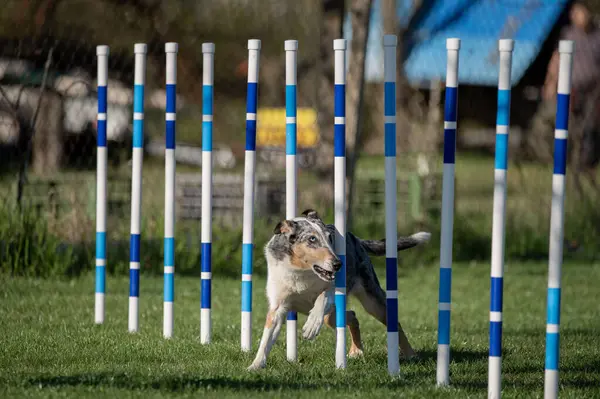 Çeviklik yarışmasında Pürüzsüz Collie. Köpeklerin çeviklik sporu.