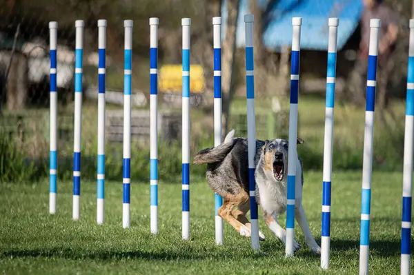 Çeviklik yarışmasında Pürüzsüz Collie. Köpeklerin çeviklik sporu.